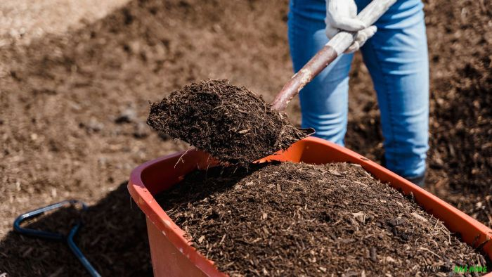 Ưu và nhược điểm của đất sét khi trồng cây